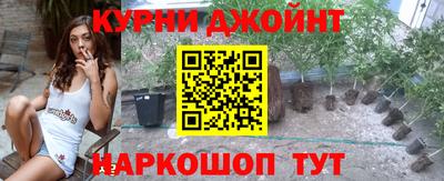 сатива Новозыбков